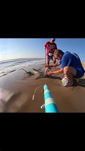 SharkLeash: Up-Close Shark Tagging Action