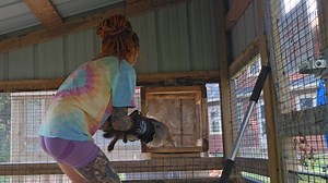 9.3K views · 913 reactions | Humanely capturing a crazy grey fox, with the help of The Retrievers! Dimika is going to be a Florida fox, and is going to be friends with our other grey fox Callie | Saveafox Corporation | Facebook