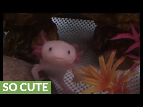Cute axolotl yawns for the camera