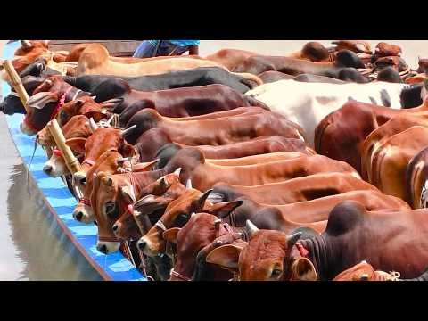 cow video, goru video, cow unloading, cow videos, animal, big cow, hamba cow, Ep-09