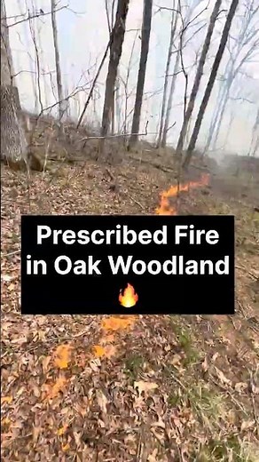 5 Acre Oak Woodland Prescribed Burn 🔥