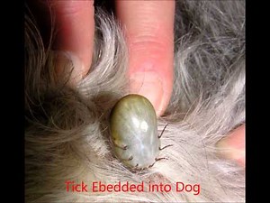 What Types of Ticks Live in Florida | Identify Ticks