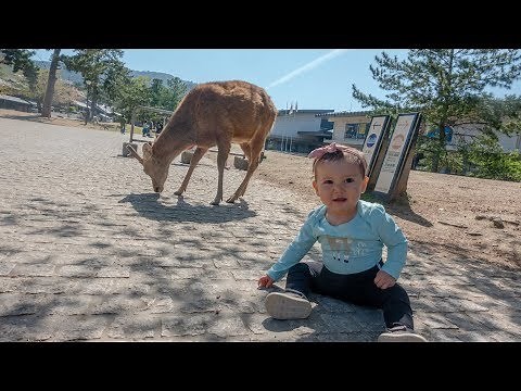 Visiting Nara Park in Japan!