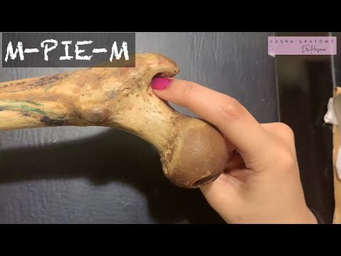 Femur Upper End Bony features & Attachments | Trochanters | Angle of femoral torsion | Fovea