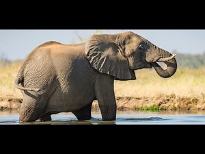Animal Atlas: With Isaiah Ray | Opening Intro | Robert+ Original