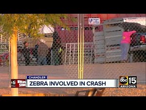 Police: Zebra hit, killed by car in Chandler