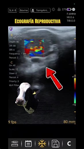 @proveganecuador @Medical VetMed @Servicios Vet. El Rosario @_Ing.Mayra_Coro @Idelmar Barragán @Ing. Julio Aguagallo @Andy Tapia @Nelson Zuñiga Vivanc @Francisco Ríos @El Dok juan #diagnostico #campo #gestacion #vaca #bovinos