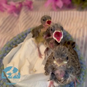 The three of these birds are finches (two House Finches and one Goldfinch). When finches are in incubators they are syringe fed every 30 minutes. Staff and volunteers always assess their readiness to eat by seeing if their crop is empty or full. A bird's crop is a pouch in a bird's digestive system that stores food before it enters the stomach. The crop is where you might think the bird's throat is located, and when you know what to look for, it is not difficult to see if the food has been proce