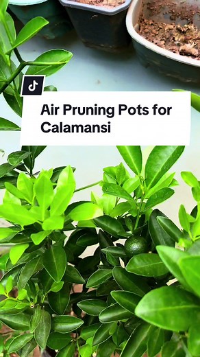 Pruning Calamansi Tips for Healthy Growth