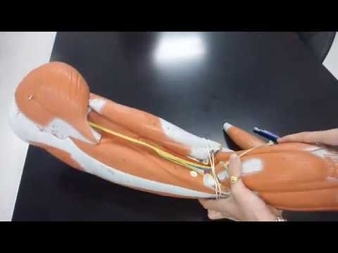 Muscles of the Thigh and the Leg