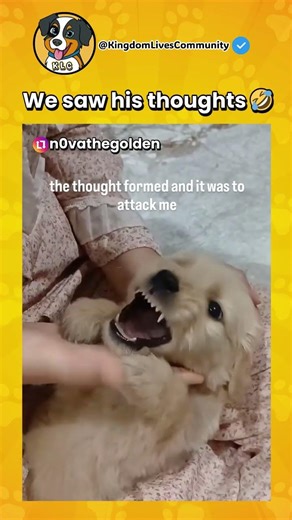 We saw this puppy forming his thoughts 🤣