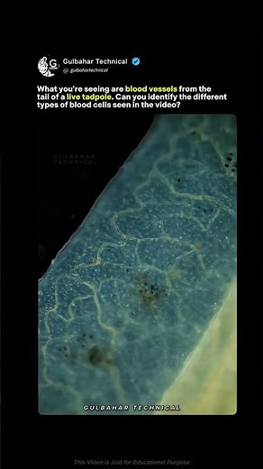 This is NOT CGI | Real blood flow inside tadpole tail under microscope 😱🔬