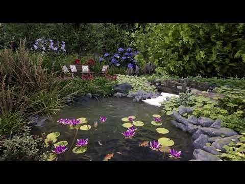 Summer Fish Pond Ambience - Water Sounds & Bird Song for Relaxation, Studying & Sleeping