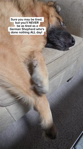 How Monday Affects Your German Shepherd's Mood