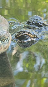 5.3K views · 89 reactions | Alligator: "I have special eyes." Us: "Look with your special eyes!" Did you know that alligators have 3 eyelids?! Their 3rd lid is clear and works like built in swim goggles, allowing alligators to see underwater and protecting their eyes from debris. | Lion Country Safari | Facebook