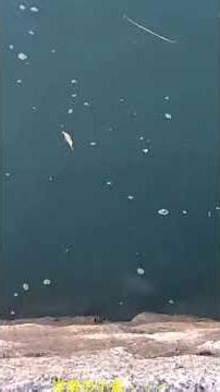 道草167ショートクリップ7 - 岸壁の小魚・・・