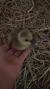 Came Home to the Sweetest Surprise🎉! #goose #goslings 🪿🪺🐣👏🏼 | MrGeese