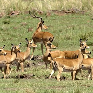 ✓Momentos Únicos ✓Episodios Seleccionados ✓Siempre On | Animal Planet Latinoamérica