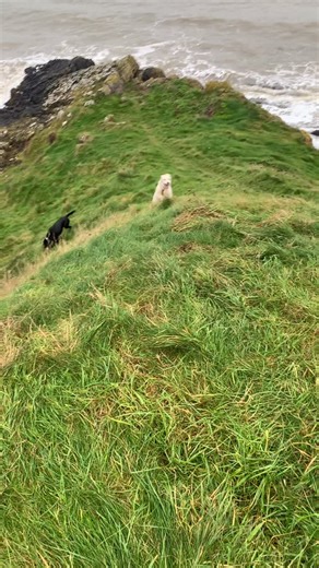 This looks like a small thing but it is a BIG thing. Today, for the first time since January, Angel and I visited the headland behind my house. For months the only place I could walk Angel was my back garden due to a knee injury. I had surgery in June and am getting stronger every day. 🥳🥳🥳🥳🥳⭐️⭐️#onegoodthing #dublin | Megan Wynne Creative Writing