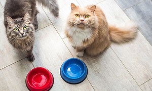 Why is There a Cat Food Shortage? Here's the Reason!