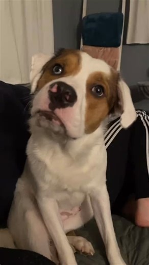 PetalPaw | Modern Dog Essentials on Instagram: "Owning a dog shouldn’t be a source of stress. Stop managing your pup like it’s 2015. The PetalPaw Essential Toolkit replaces the mental overhead with a digital system that lives in your pocket: • Digital Passport: All records, one hub. • Safety Matrix: No more 2 AM Google panic. • Vitality Log: Catch health issues early. • BONUS: 7-Day Blueprint for a calmer home. $10 today. Download once. Use forever. Grab the toolkit at the link in our bio! 🐶 . 