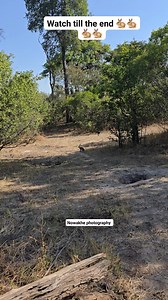 69 reactions · 3 comments | Here's a short and interesting fact about hares: Hares can reach speeds of up to 75kms per hour, making them some of the fastest land animals on Earth!  Born to be wild Happy  days #trendingreelsvideo #trendingreel #safari #photo #trend #trending #photooftheday #safariphotography #safariguide #photographer | Luvmore Majee Murena Nowakhe | Facebook