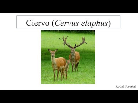 Guía para identificar ciervos (Cervus elaphus)