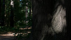 Path, Trees, Forest. Free Stock Video