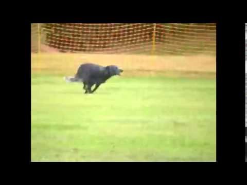 Double Suspension Gallop