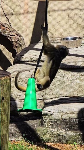 Exploring World of Primates: Female Black Howler Monkey at Audubon Zoo New Orleans