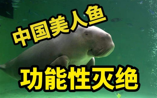 美人鱼原型在中国已功能性灭绝？儒艮到底是什么动物【御灵苑 辟邪显正】