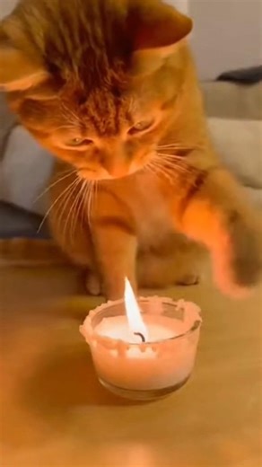 🙀 Cats Making Bad Decisions: Instant Regret & Funny Fails! 🔥