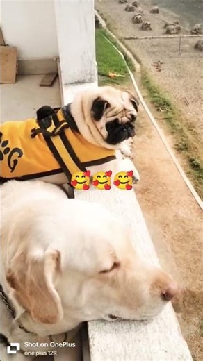 Lucy Kitty 🐈🐈 viral shorts 😘😘 trending Lab Pug dog vlog channel