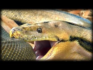 Python eats Pig 03 - Music