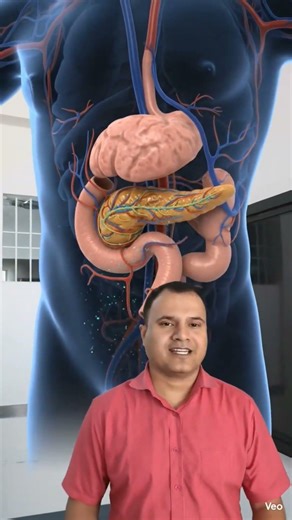 Pancreas Function in 10 Seconds #Pancreas#PancreasFunction#BiologyShorts#HumanBody#DigestiveSystem