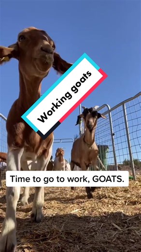 We have the best bunch of goats!! #goattgrazing #gallopinggoatgrazing #cowboymax