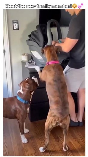 Baby Meets the Dogs for the First Time – Cutest Reaction Ever!