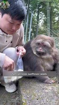 The Monkey Who Spent 18 Years Repaying Kindness at a Temple