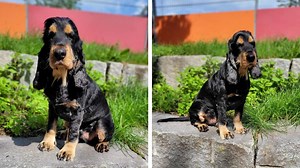 Flauschiges Fell, lange Schlappohren: Rüde Mika kam wegen seinem Verhalten ins Tierheim