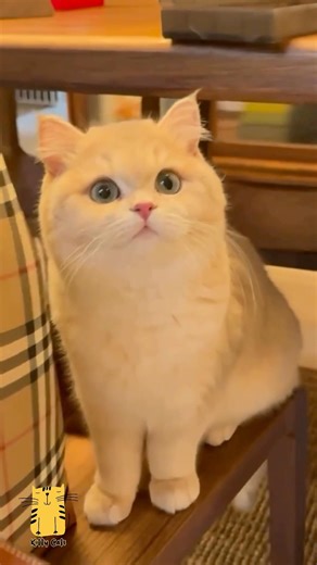 Funny Cat & Cute Kittens721😻 #shorts #kucing #kucinglucu #funny #pet #cat #foryou #viral #viralvideo