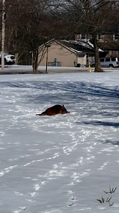 2.3K views · 234 reactions | Rare sighting of some Simon snow angels! | City of Salem Police Department K-9 | Facebook