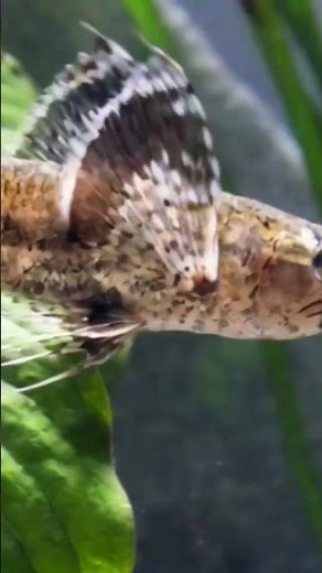 This Fish Has Been Alive Since Dinosaurs! 🦕 African Butterflyfish