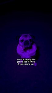 “Wait…that’s me!” -Doug Dougie is on a @pandora Times Square Billboard to promote The Takeover On Happy Radio! Go listen! Link in bio. #PandoraMusic | Doug The Pug