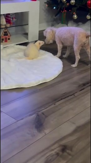 46K views · 1K reactions | Ferret vs Dog: Hilarious Playtime Battle!  (Cute & Funny Dog Moments)藍藍#ferret #ferrets #fyp #Ferret #Dog #FerretVsDog #AnimalFriends #CuteAnimals #FunnyPets #PetPlaytime #FerretLife | Anjela Mesdag | Facebook
