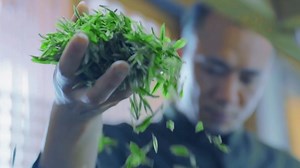 #Whitetea, a special type of fermented tea originated in Fujian province, China. White tea is made by immature leaves which become white after tea-making procedures. That's where white tea got its name. Let's experience the tea planting area in Zhenghe, #Fujian and local white tea making procedures. #Teaculture | Hola Fujian