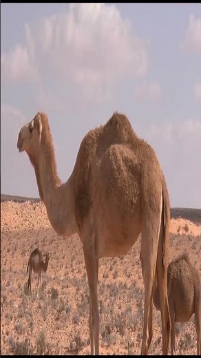 shahara desert 8k video #bangladocumentary #shahara desert