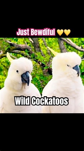Wild Australian Cockatoo Sounds 💚 #birds #cockatoo #birdsounds