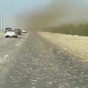 4.3K views · 118 reactions | Grasshopper invasion in the south of Iran | Havadar | Facebook