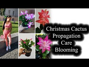How To Grow Christmas Cactus. How To Propagate Christmas Cactus