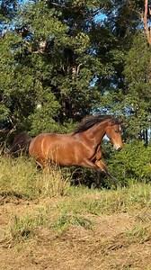 210K views · 44K reactions | Willow coming in hot  I let her off on today’s walk and she sure let loose 朗 She’s definitely build for speed and stamina. Love the mix of her Arab and brumby parents!! Willow is powered by @poseidonequine  (willow10) #horse #gallop #horselife #horses #equestrian #horselover | My Horse Willow | Facebook